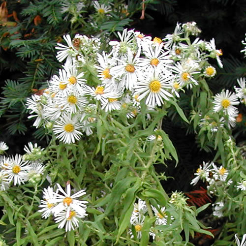 Achillea tomentosa nana